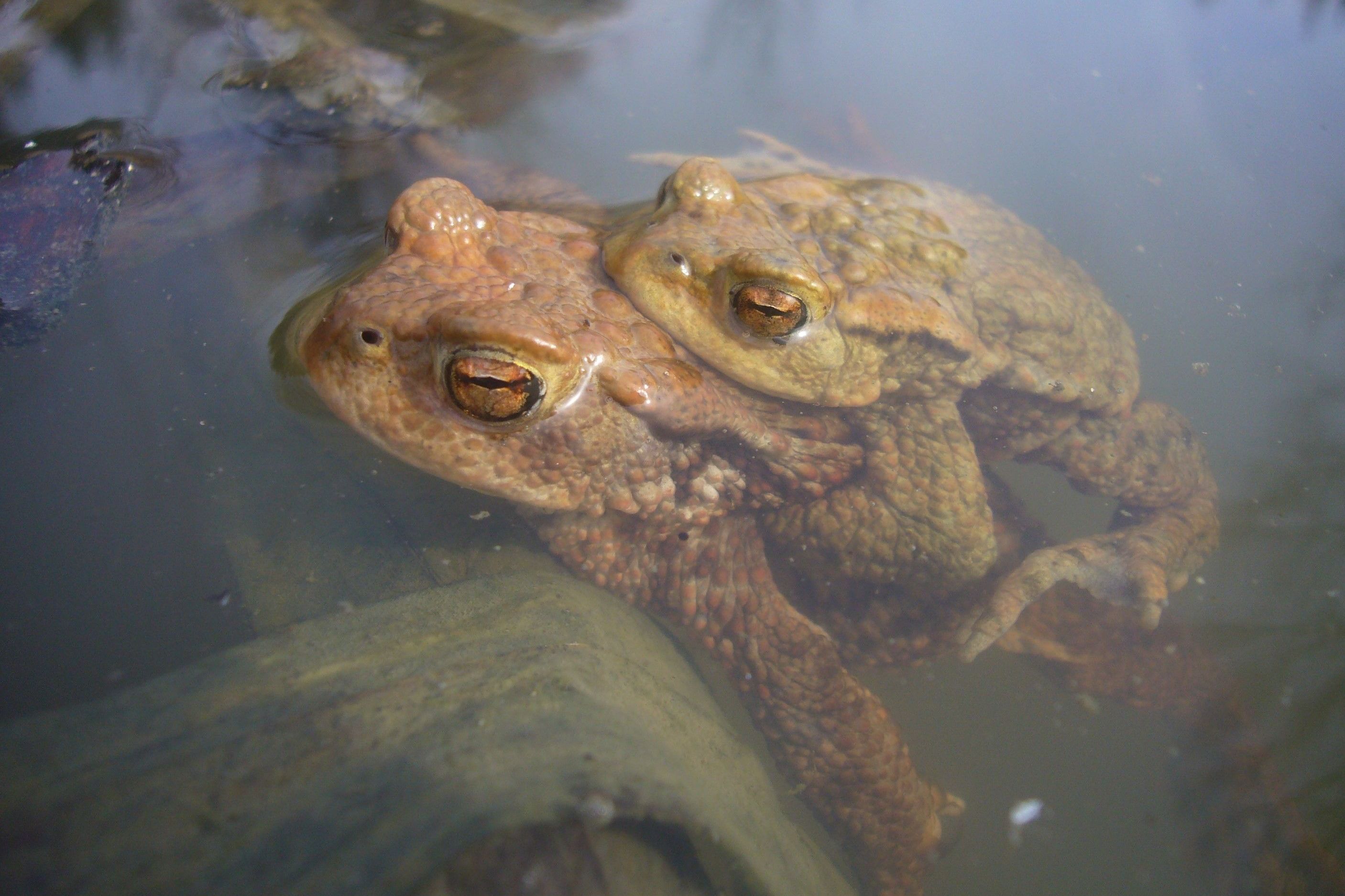 Erdkröten/©U.Meßlinger