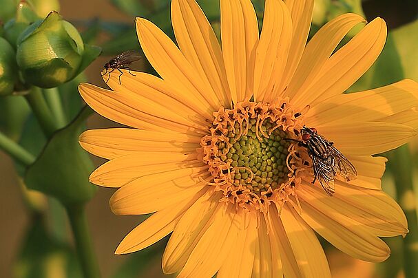 Silphie mit Insekten