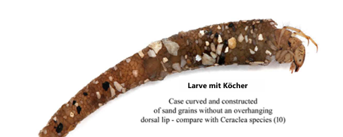 Larve Köcherfliege/©C.Benett