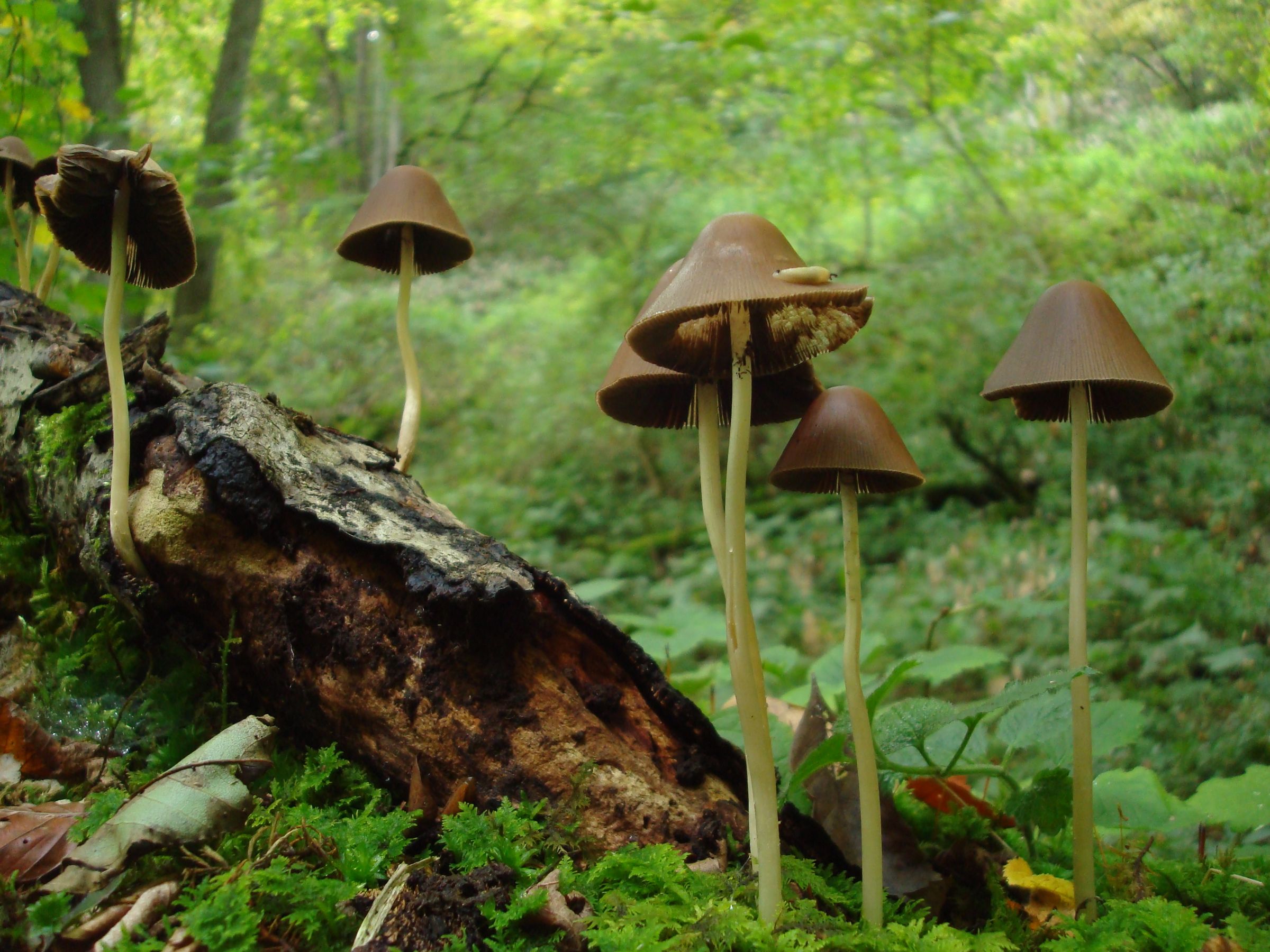 Die Welt Der Pilze – Alles Wissenswerte Vor Ort - BUND Naturschutz In ...